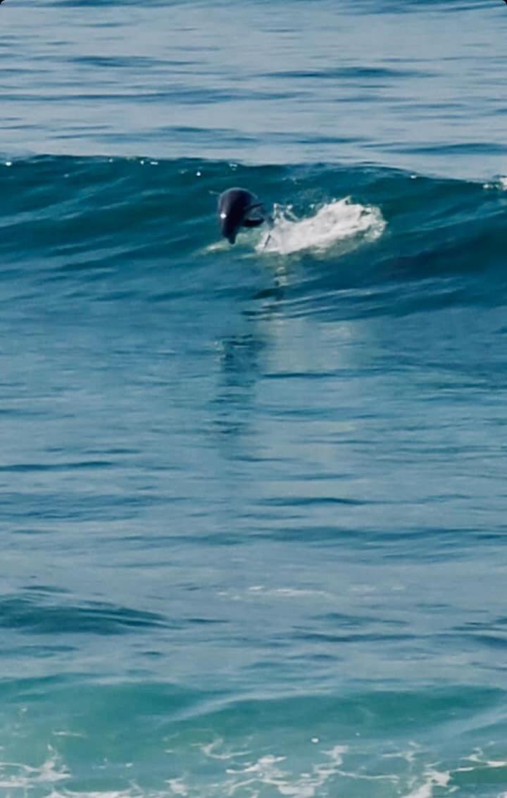 Dolphin Beach Get Away Rosarito Eksteriør bilde